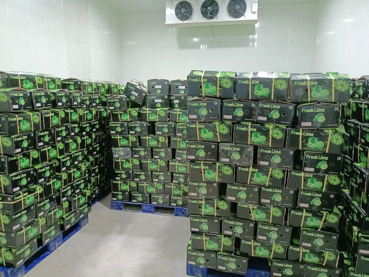 Wholesale organic Vietnamese Fresh Citrus Fruit Seedless Fresh Lemon / lime For Export