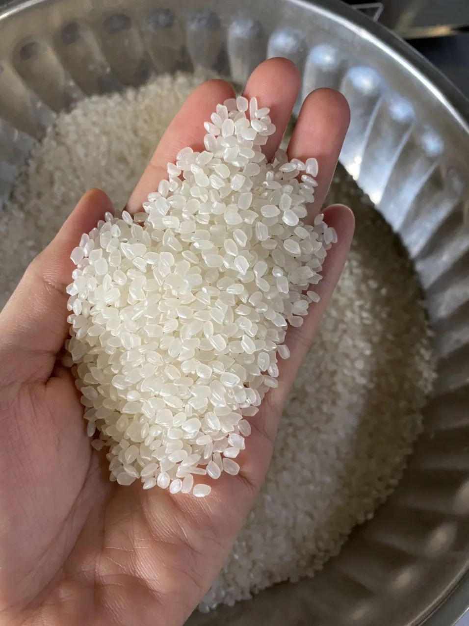 JAPONICA/SUSHI/CALROSE RICE/ROUND RICE 5% BROKEN Best Quality Fresh Specialty White Soft Short Grain Rice In Vietnam ANNA DO +84
