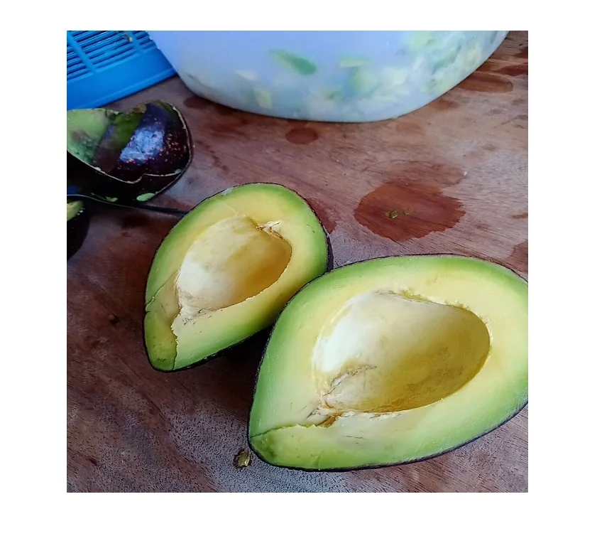 FRESH AVOCADO FRUIT