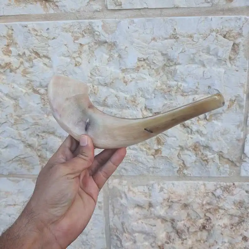 Natural Ram Horn Shofar for Blowing and Religious purpose Kosher Shofar Polished Made in Israel Kudu Horn