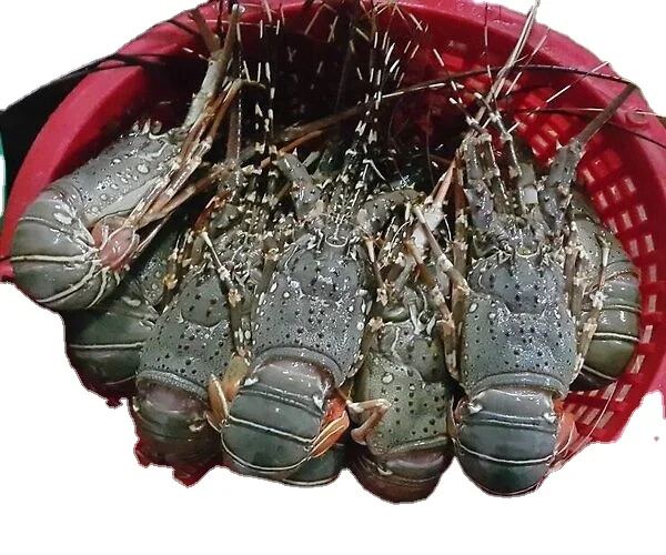 LIVE CRAYFISH SPINY LOBSTER WHOLE ROUND