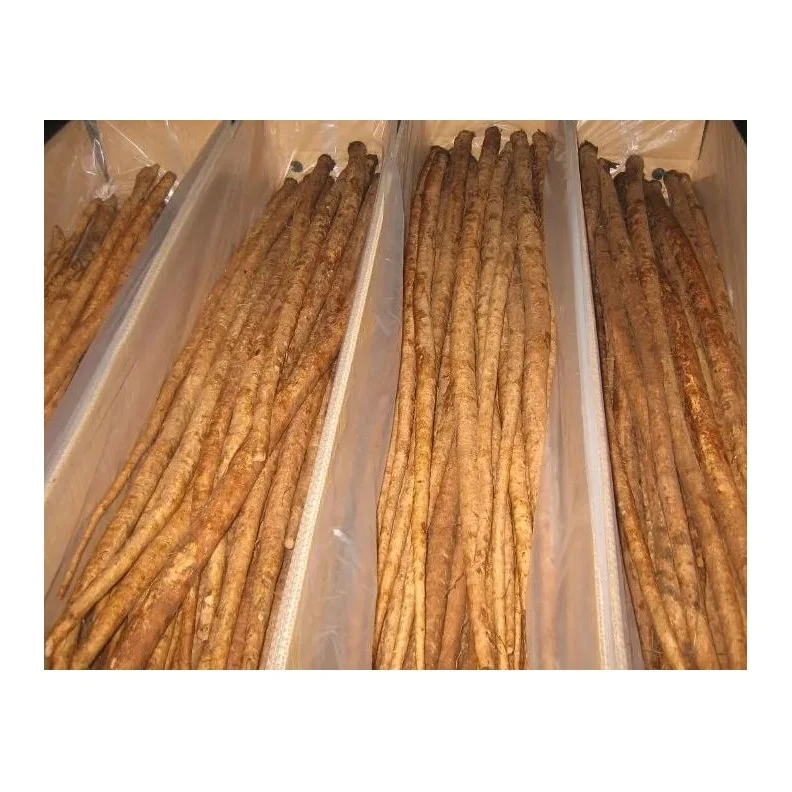Hot Selling Price Fresh Vegetables Burdock Root in Bulk