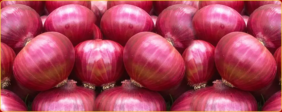 Export Quality Fresh Light Red Onions for Eatable Available at Wholesale Prices for Worldwide Export From India