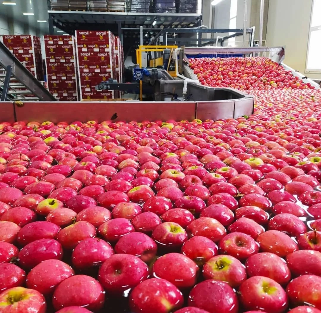 fresh royal gala apples from fresh fruits farms