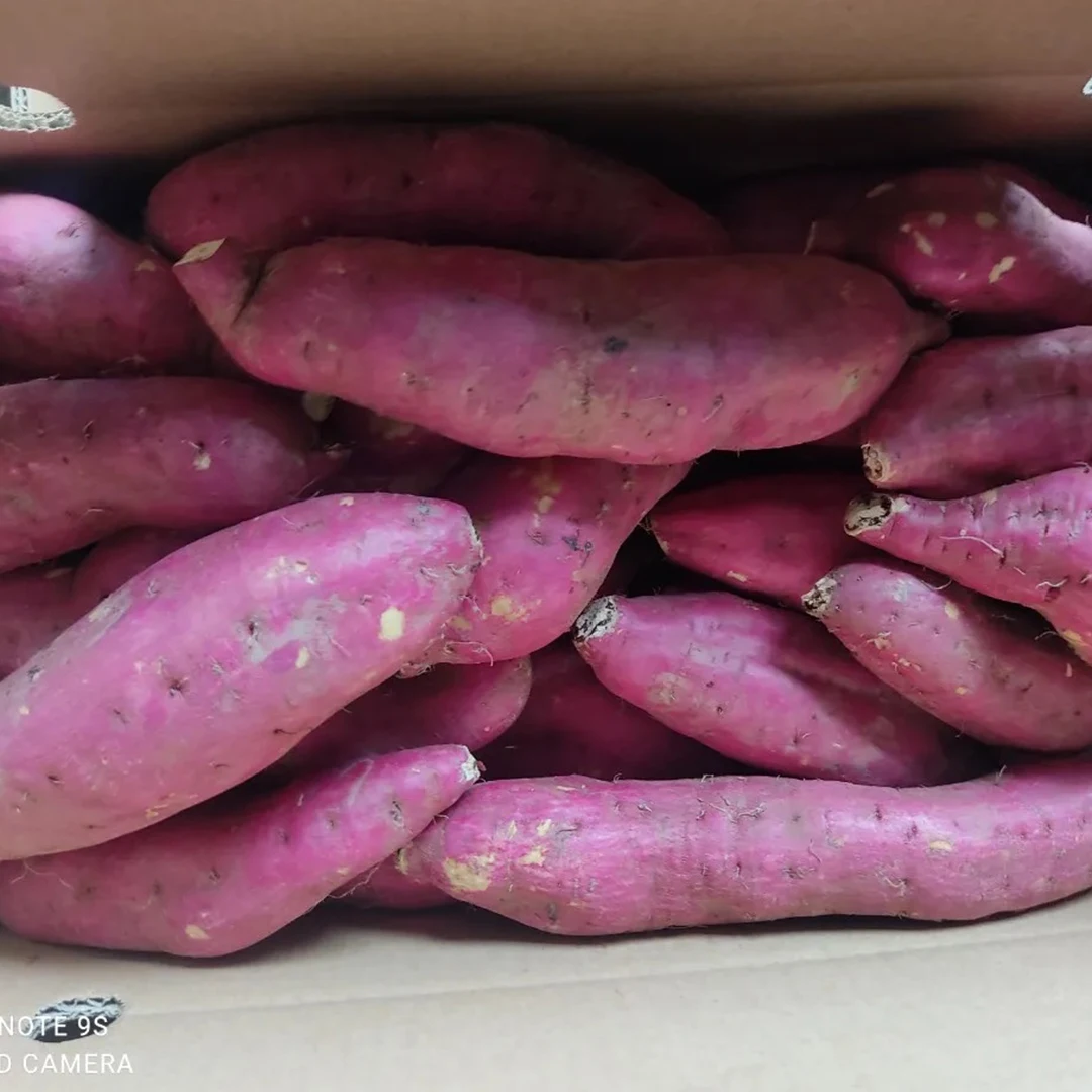USD 0,95/MT FOB HCMC для свежего фиолетового сладкого картофеля с вьетнамской фермы, специализированный экспорт