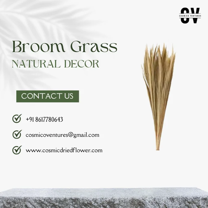 High Quality Wholesale Natural Broom Grass for DIY, Events Decor & Other Dried Flower Decor