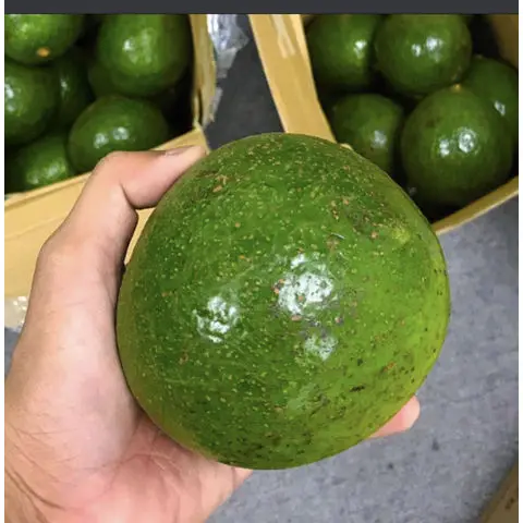 Wholesale price/cheap Fresh Avocado / Hass Avocado, Fuerte Avocado/ Fresh