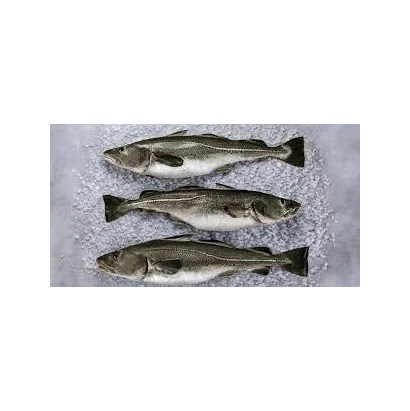 Свежая треска Skrei рыба новая замороженная лосося для продажи