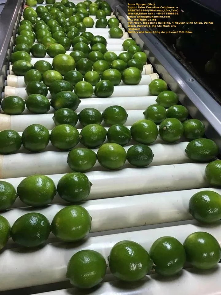 Cheap Price FRESH SEEDLESS / Fresh Seedless Watermelon Vietnam/ Fresh Seedless Vietnam Lime