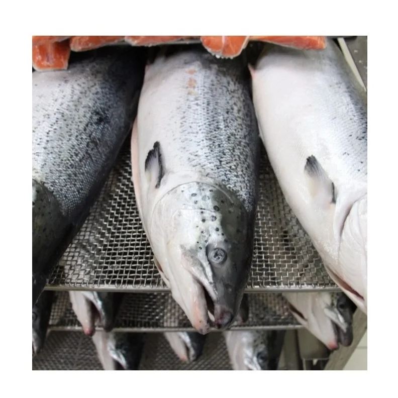 European Premium Quality Atlantic Salmon Low Price Bulk Quantity for Exports-Fresh/Frozen Fillet and Whole Fish Dried Style