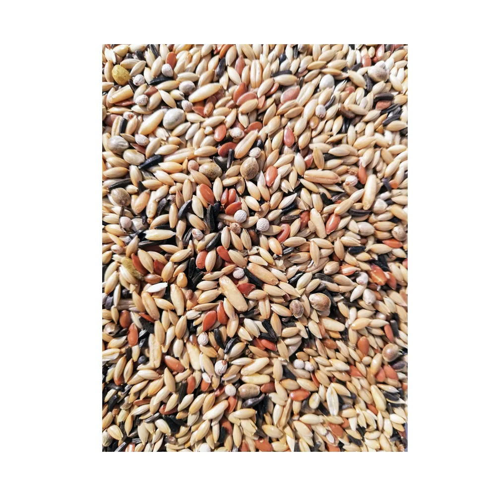 Quality Wholesale Supplier of Animal Feed Grade Organic Canary Seeds for Bulk Purchase