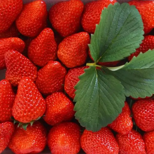 Now 2022 we start preparing for the new strawberry season