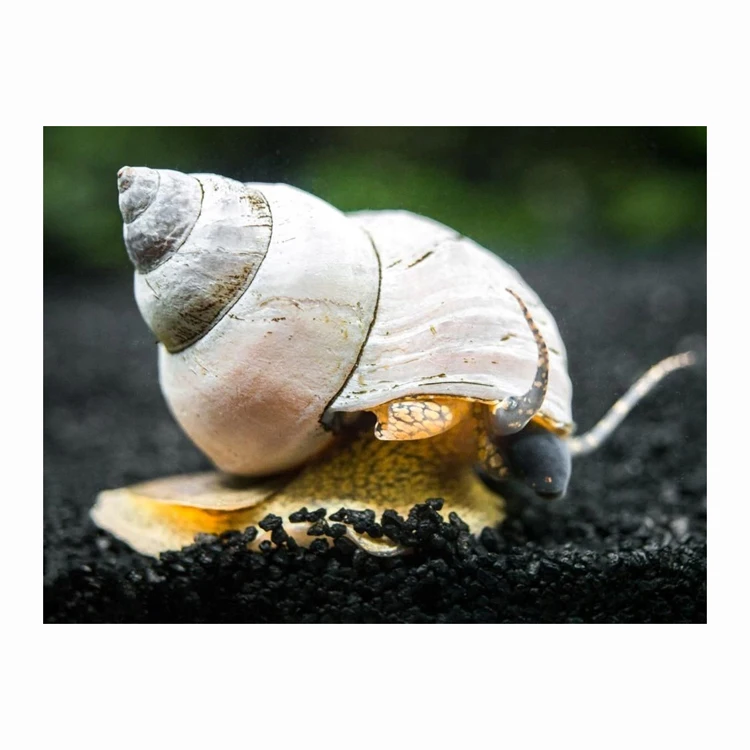 Escargot tigre vivant et FROZEN SNAIL/FRESH EDIBLE SNAILS/ GOLDEN SNAILS High Grade  seafood for sale in low price