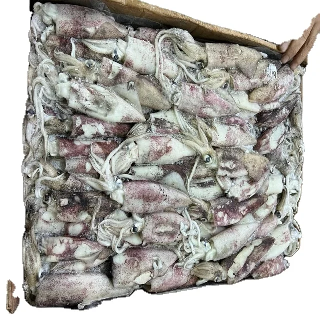 FRESH FROZEN LOLIGO SQUID WHOLE ROUND GOOD QUALITY YEMEN ORIGIN