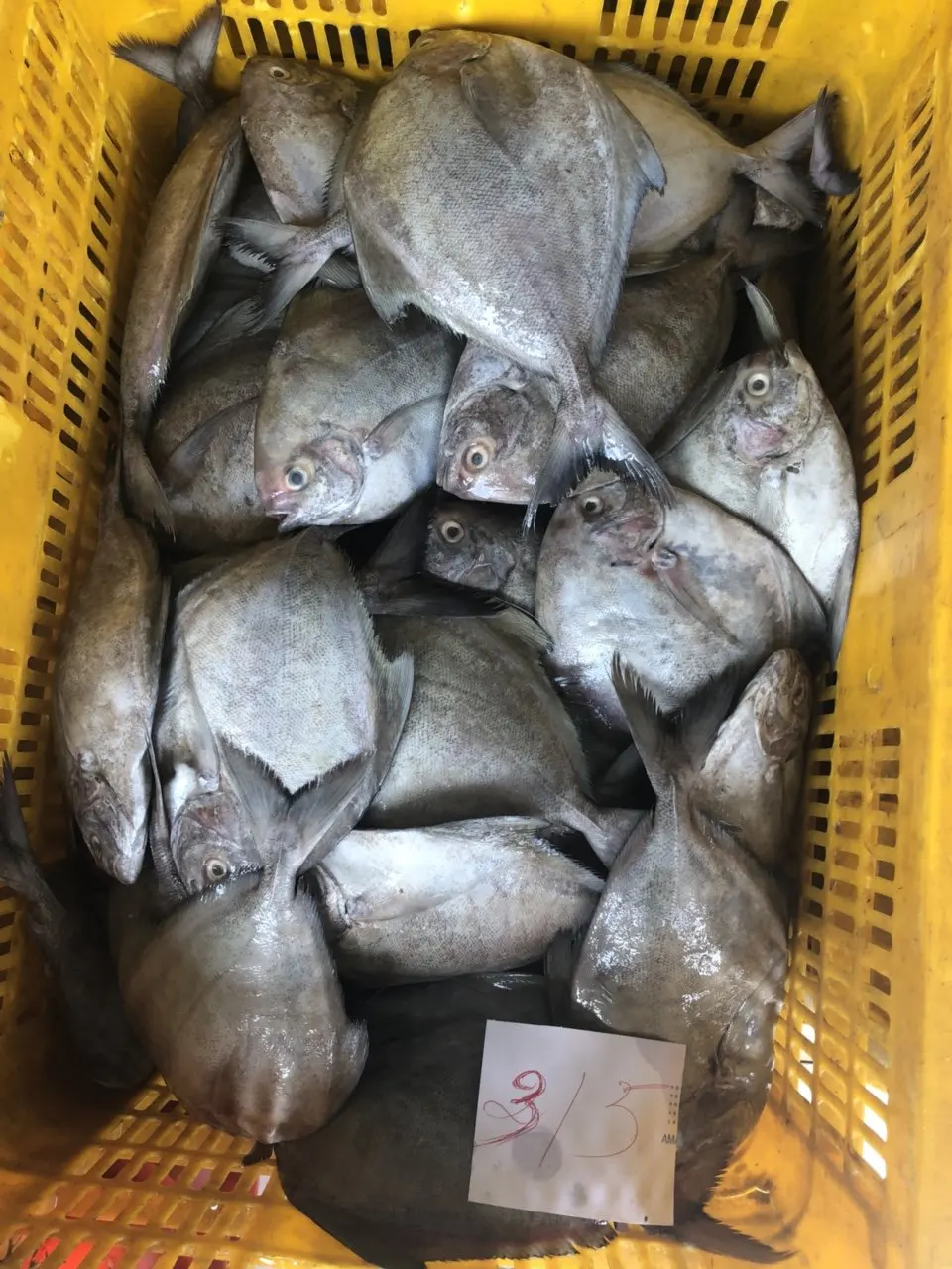 Competitive Price Black Pomfret - Seafood Exporter From Vietnam
