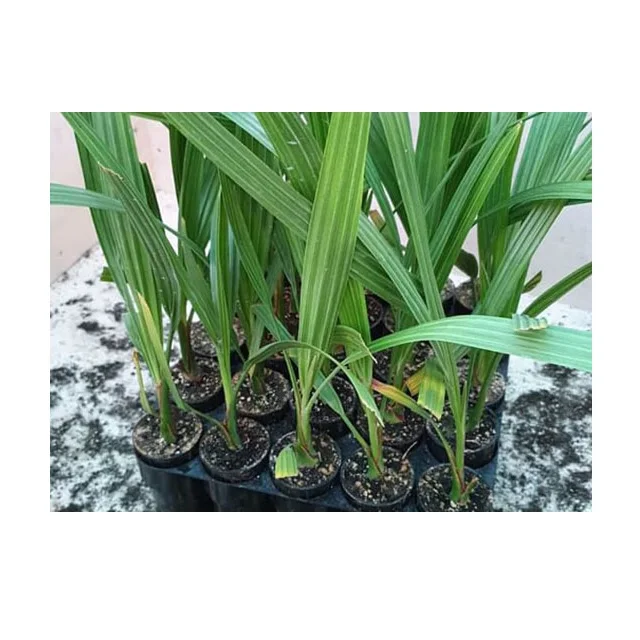 Palm Phoenix Development Low Maintenance For Shopping Mall Hotel Ready To Ship Tissue Culture Date Seedlings For Planting