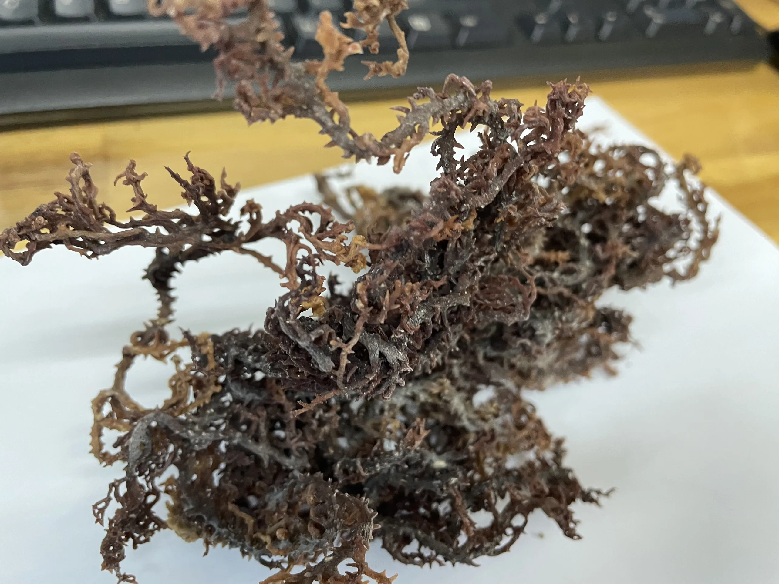 HIGH QUALITY Wild Crafted Dried Spicy Seaweeds Anna