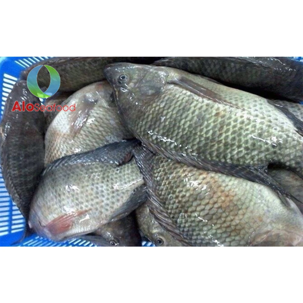Food Frozen Whole Black Tilapia at competitive price from Vietnam
