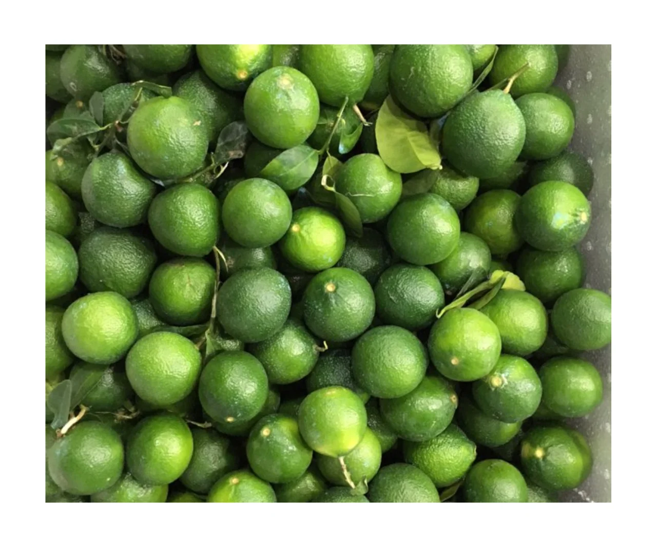New fresh seedless lemon green lime, good price, 5kg/ctn, 12-18pcs/kg from VietNam