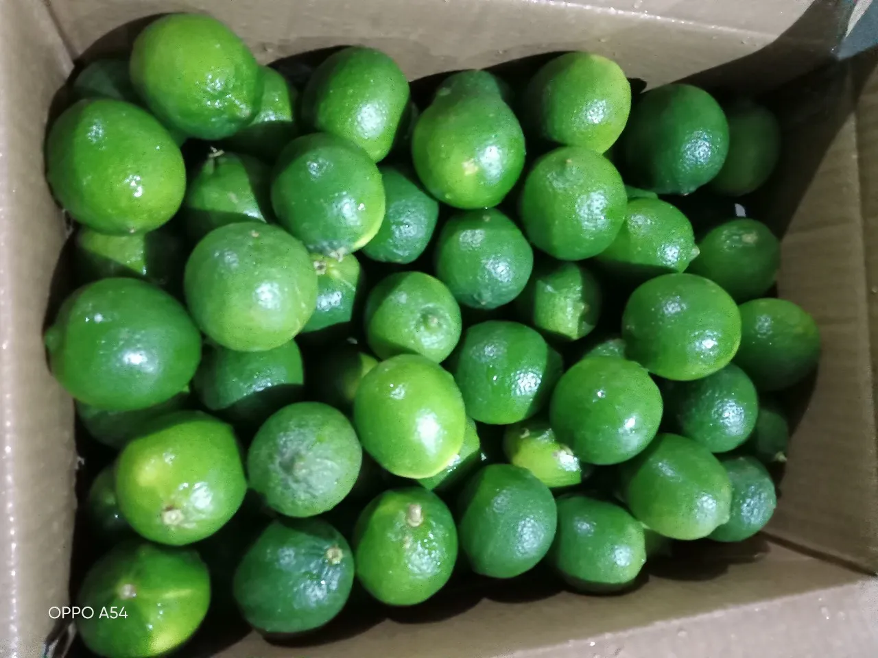 Feature vitamin C wholesale origin green shape price fresh citrus fruit Fresh Seedless Lime Lifefoods from Vietnam