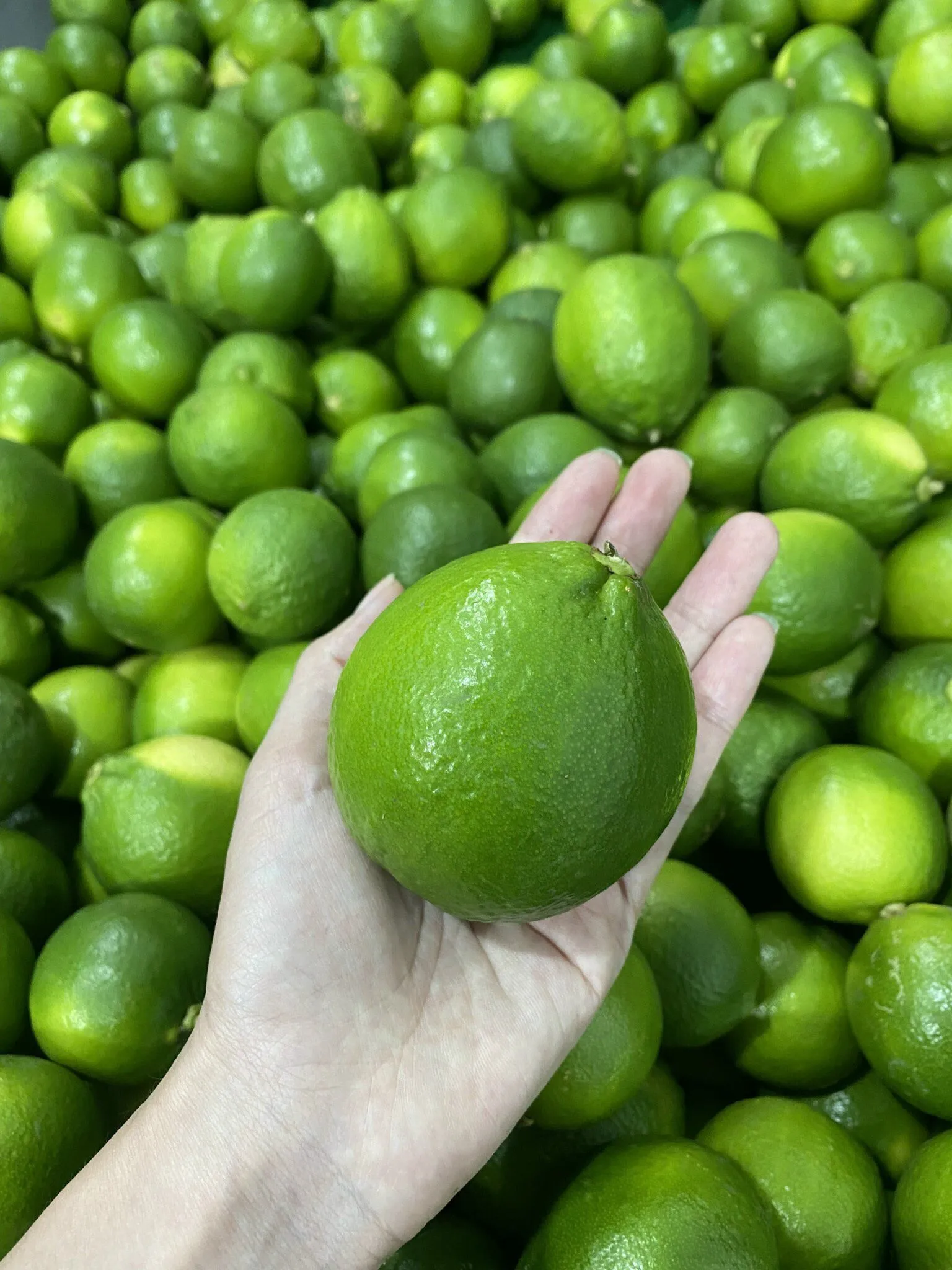 Wholesale Fresh Lime From Vietnam High Quality Fresh Seedless Lime Ready To Ship For Export Green Seedless Lime