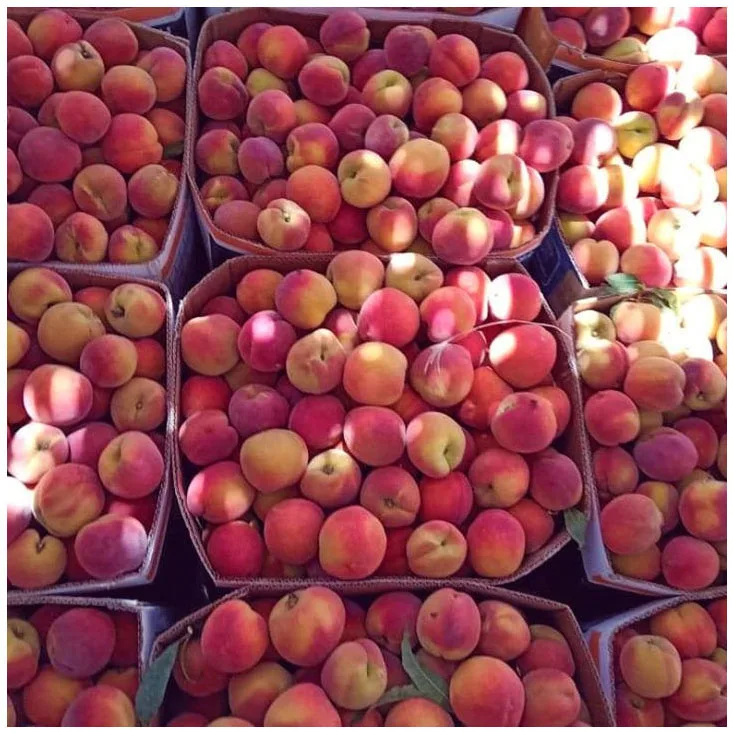 First Class Quality Nectarine Peach at Best Price Best Quality Organic Natural Peach Fresh Fruit For Sales