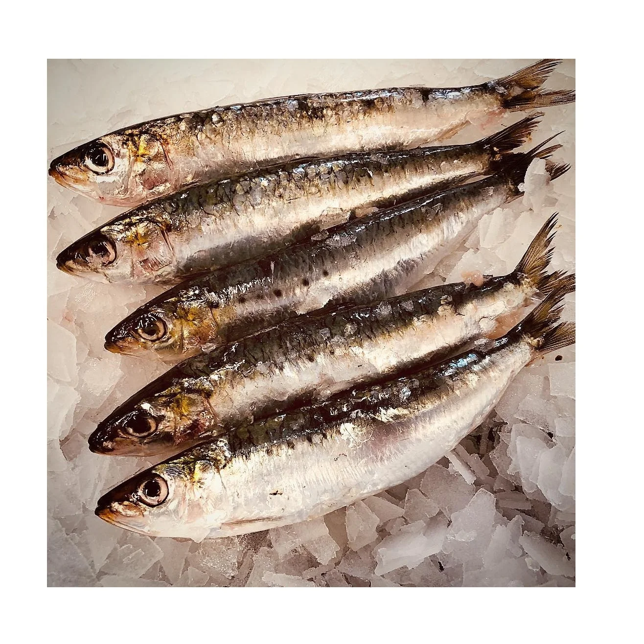 Cheap Price Bulk Sale Top Quality BQF sardines frozen sardine bait frozen sardine fish wholesale sale From German Supplier