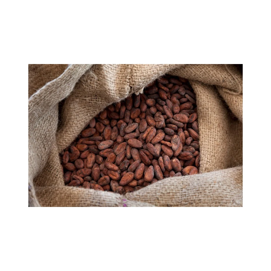 Bake material Natural wholesale price dried Raw Cocoa Beans coco bean for sale