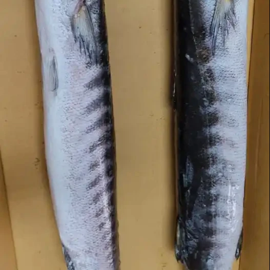 FROZEN BARRACUDA FISH WHOLE ROUND GOOD SELLING ITEM 24 MONTHS SHELF LIFE AND PERFFCET PACKING INDIAN   ORIGIN