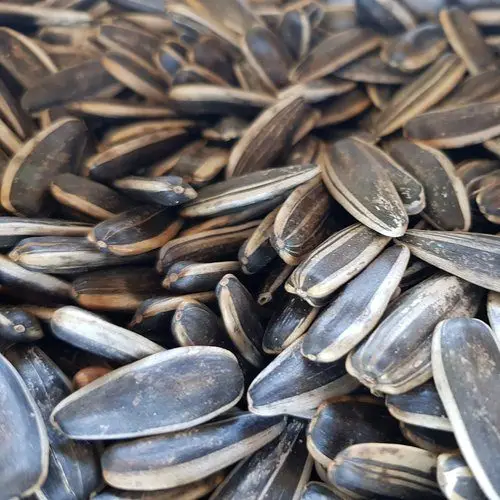Sunflower Seeds Price 361, 363, 5009, 601