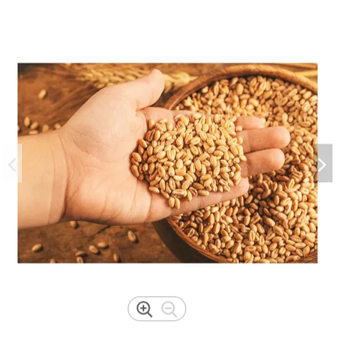 Quality Common Hard Texture Wheat