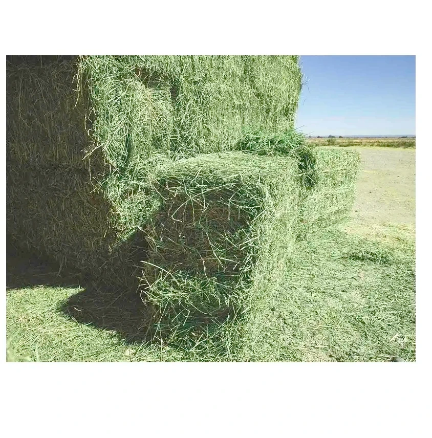Top Quality Bale of Alfalfa Hay, Rhodes Grass, and Alfalfa Hay Animal Feed for Sale