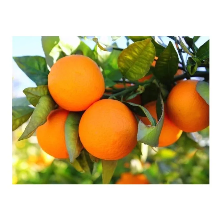 High Quality Fresh Valencia Oranges Fresh Fruits At Low Price