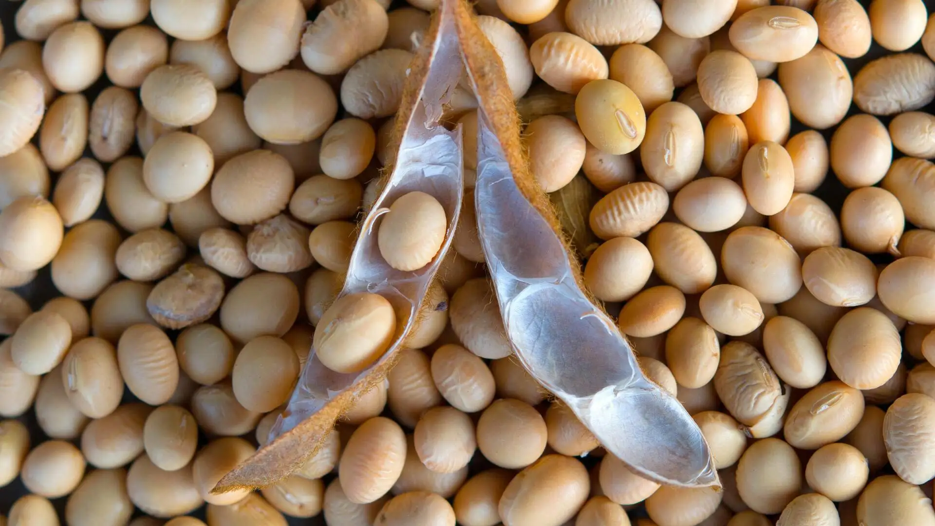 Premium Non GMO Soy Beans Large Quantity Available on Sell Now