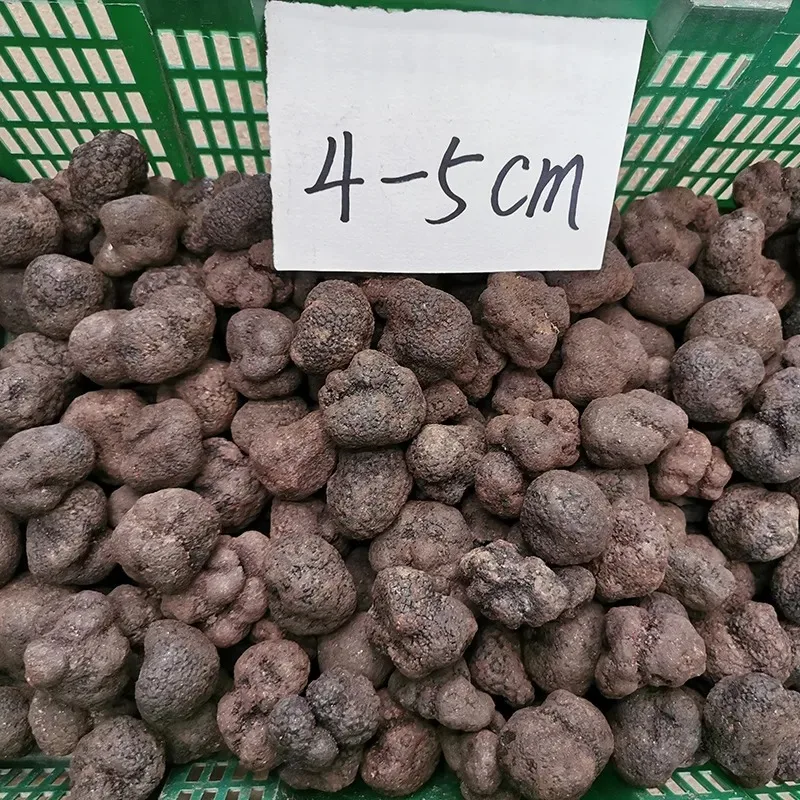 9016 песня lu здоровая пищевая сорт грибов черные