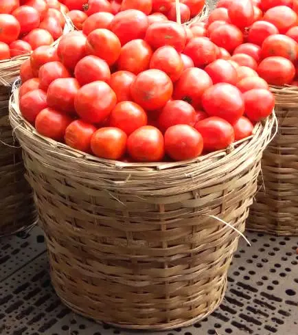 Farmhouse Careful Planting Shipping Fresh Tomatoes EU Brand Names Fresh Tomato Natural red / Best quality for wholesale