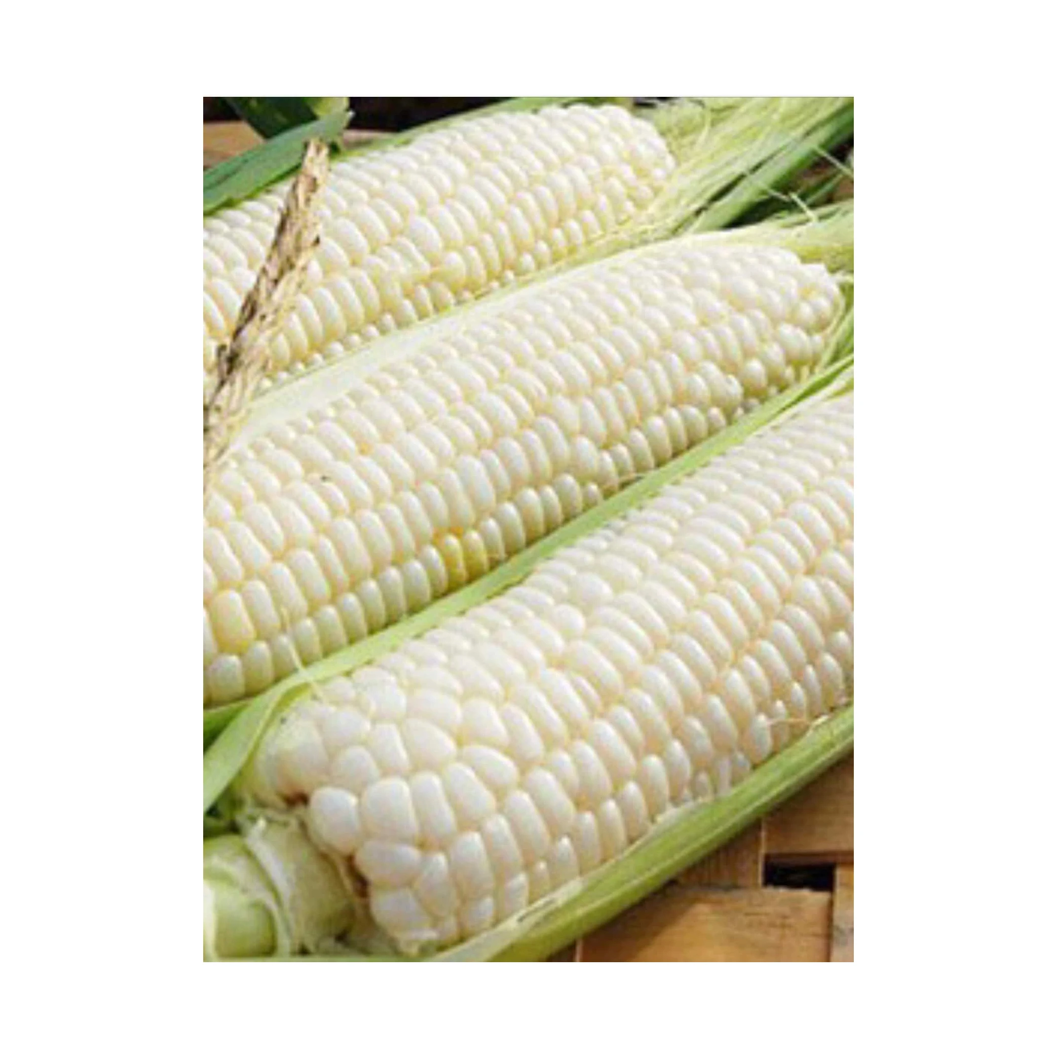 Best Price Agricultural Product White Corn/ White Maize, Dried White Corn, Popcorn, White Corn Maize