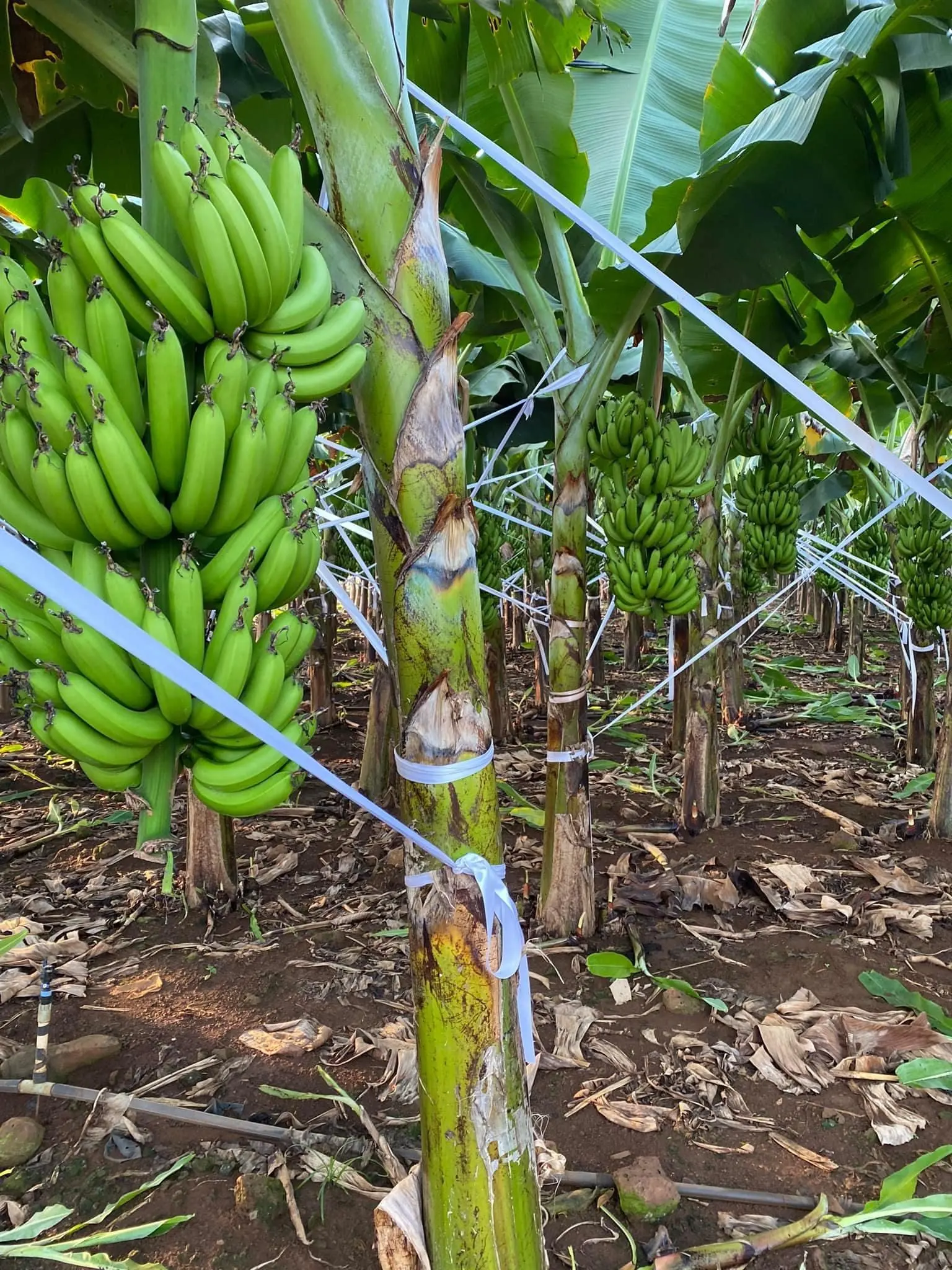 Fresh Cavendish Banana with High Quality from Vietnam Export Standard Common Cultivation