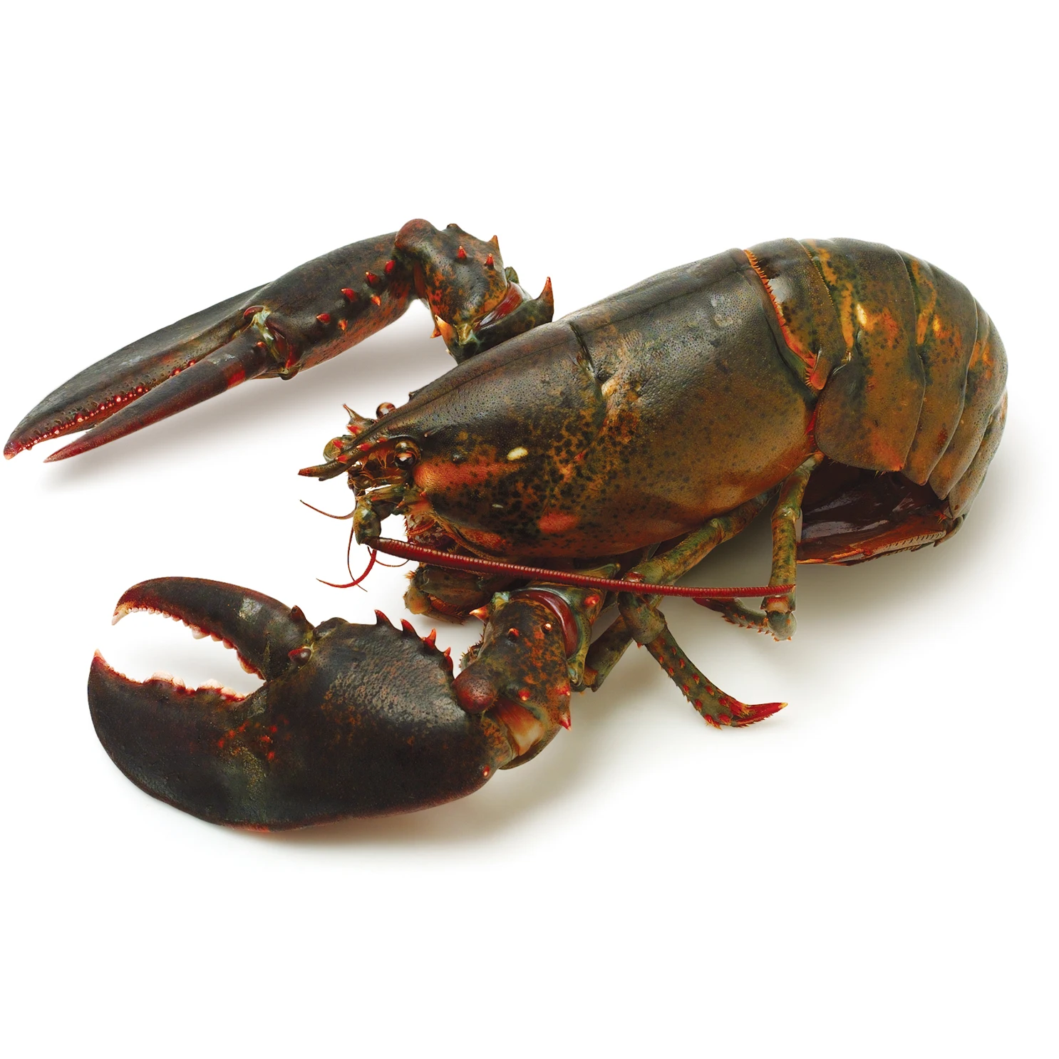 Caribbean Spiny Lobster Panulirus Argus/Australian Spiny Lobster Panulirus Cygnus/European Lobster Homarus Gammarus