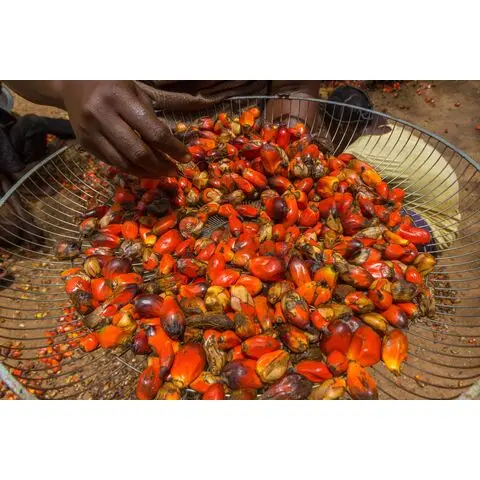 100% чистое растительное пальмовое масло/рафинированное масло/пальмовое масло RBD рафинированное + Отбеливание