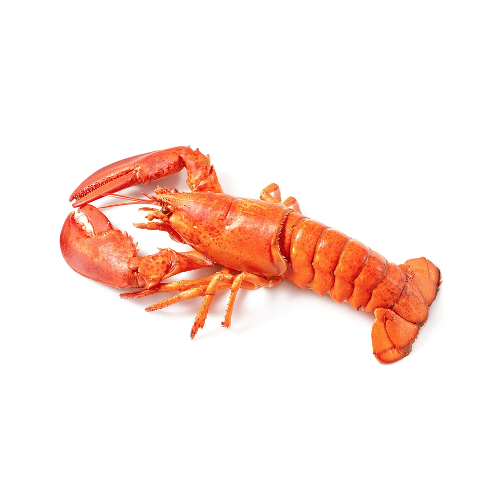 Caribbean Spiny Lobster Panulirus Argus/Australian Spiny Lobster Panulirus Cygnus/European Lobster Homarus Gammarus