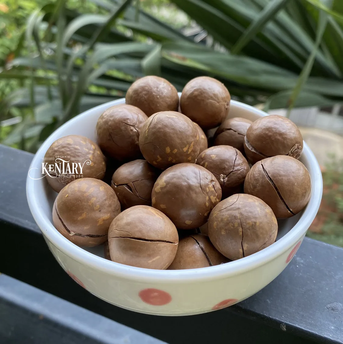 Bulk Macadamia Nut Cracker In Sell Hight Quality Best Price Made in Vietnam 100% Pure non GMO