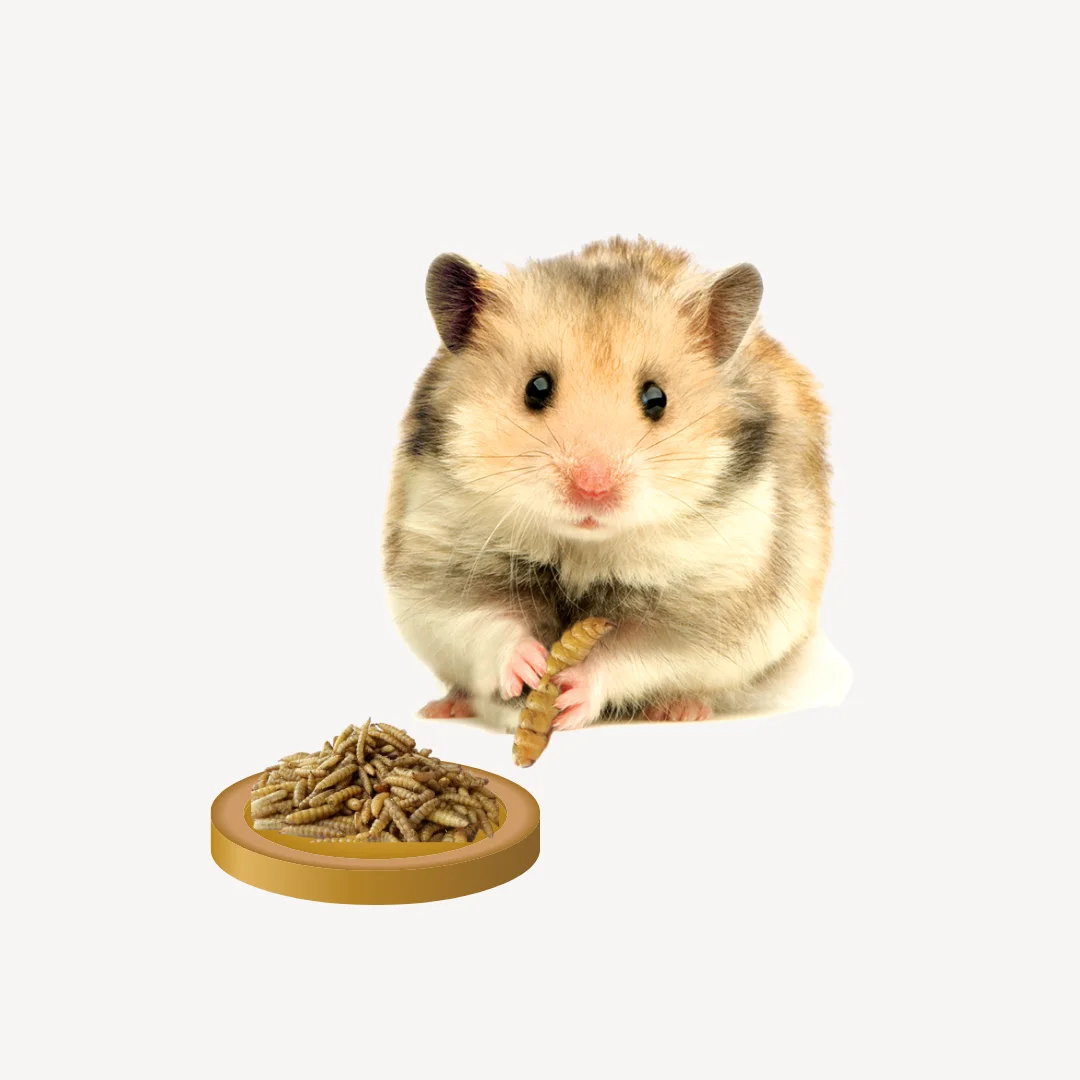 Wholesale High Protein Natural Black Soldier Fly Dried Larvae for Animal Fish Chicken Poultry Pet Feed  Vital Fatty Amino Acid