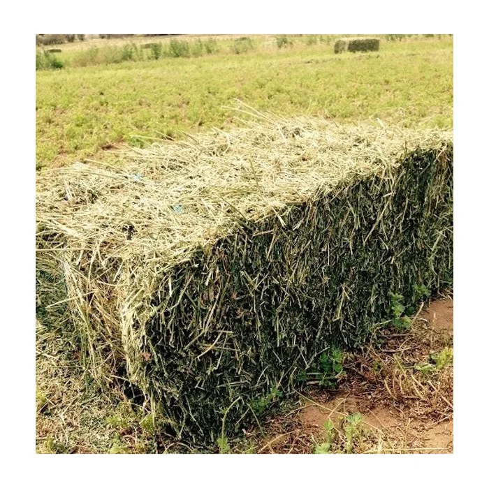 Quality alfalfa hay bays / Alfafa pellets / Dehydrated Alfalfa cubes timothy hay