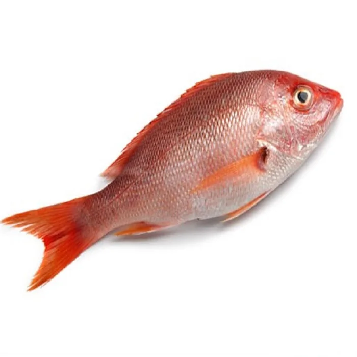 Processed Frozen Sea Bream - Red Sea Bream - Seafood