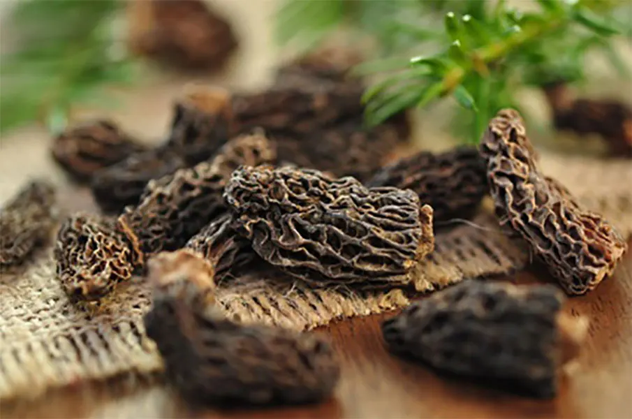 cooking grade natural sponge mushroom dried whole morel  Mushroom for sale
