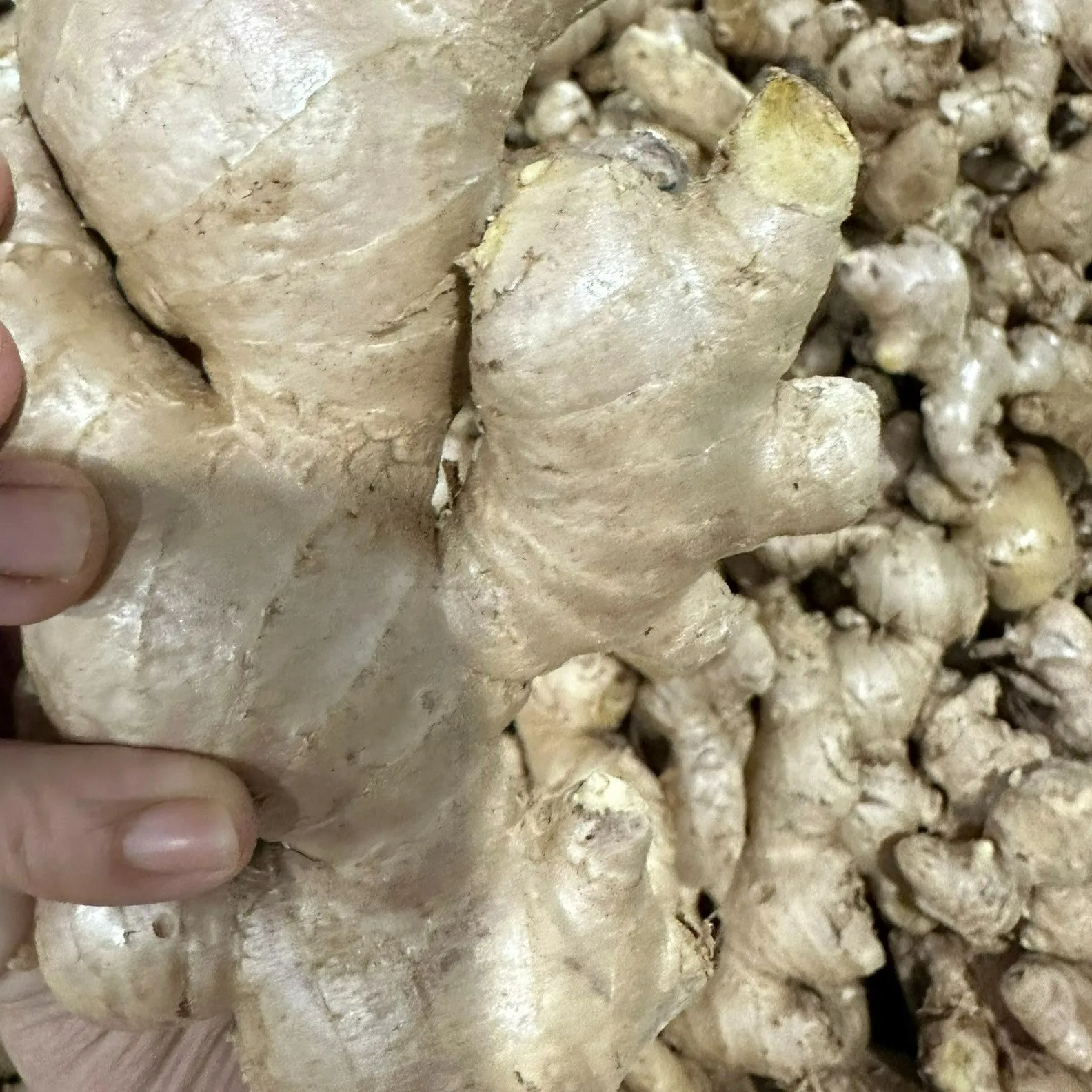 Manufacturer Yellow Ginger Vietnam Vegetable Supply Fresh Ginger Fast Delivery For Cooking