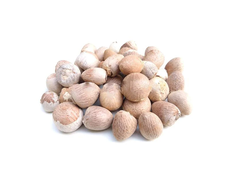 High Quality New Crop Betel Nuts Ready To Export From Thailand Best Price Feet For Bangladesh / India / Pakistan Market