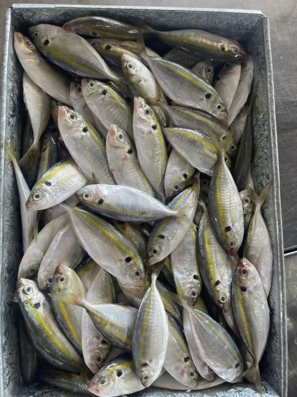 Good Quality Frozen Yellow Stripe Trevally Scad Fish Manufacturer made in Vietnam