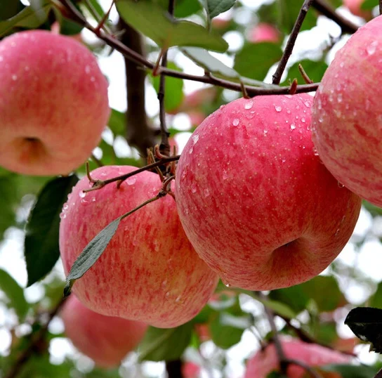 Франция Fuji Apple готова